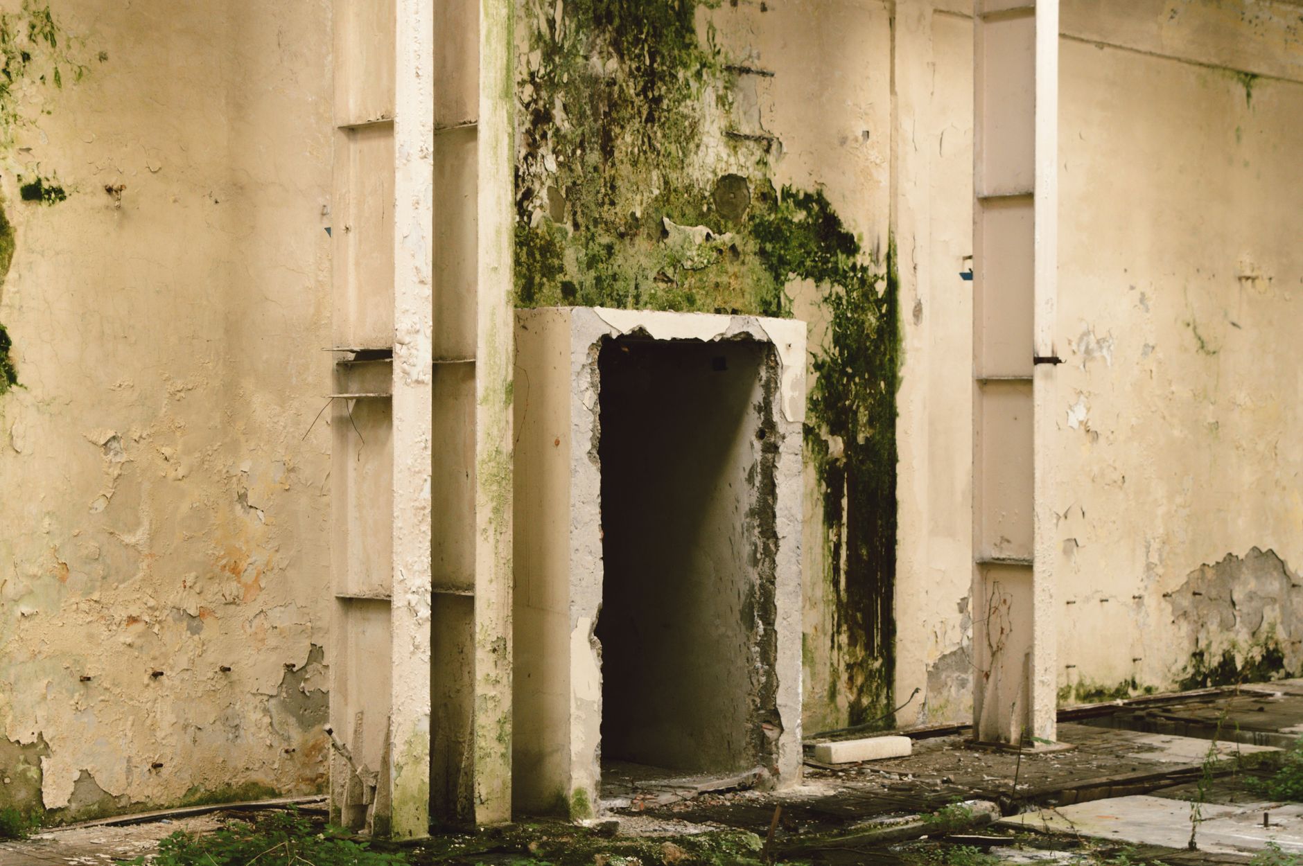 Mold Removal Hero Section FL 33919